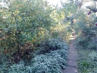 Blick in den Garten