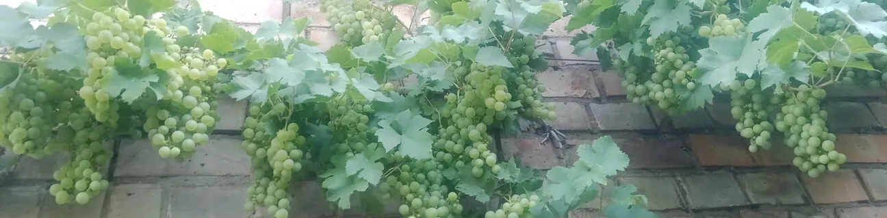 Weinrebe