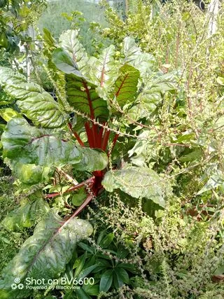 Mangold