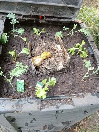 Schlüssellochbeet
