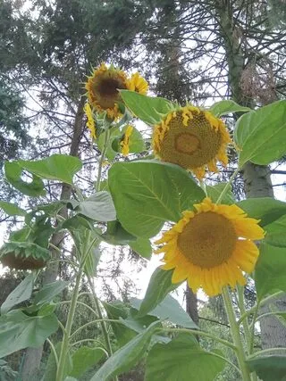 Sonnenblumen